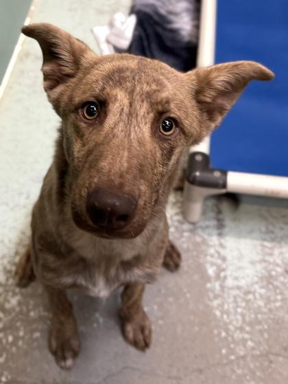 Enlarge Nathan, a Adoptable mixed breed in Madera, CA image 2/3