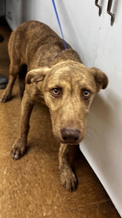 Enlarge Nathan, a Adoptable mixed breed in Madera, CA image 3/3