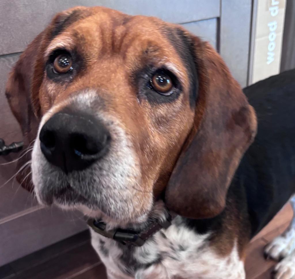 Beau, Adoptable, Adult Male Beagle.
