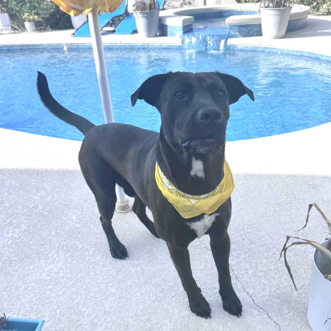 Enlarge Rascal, a Adoptable mixed breed in Alexandria, VA image 6/6