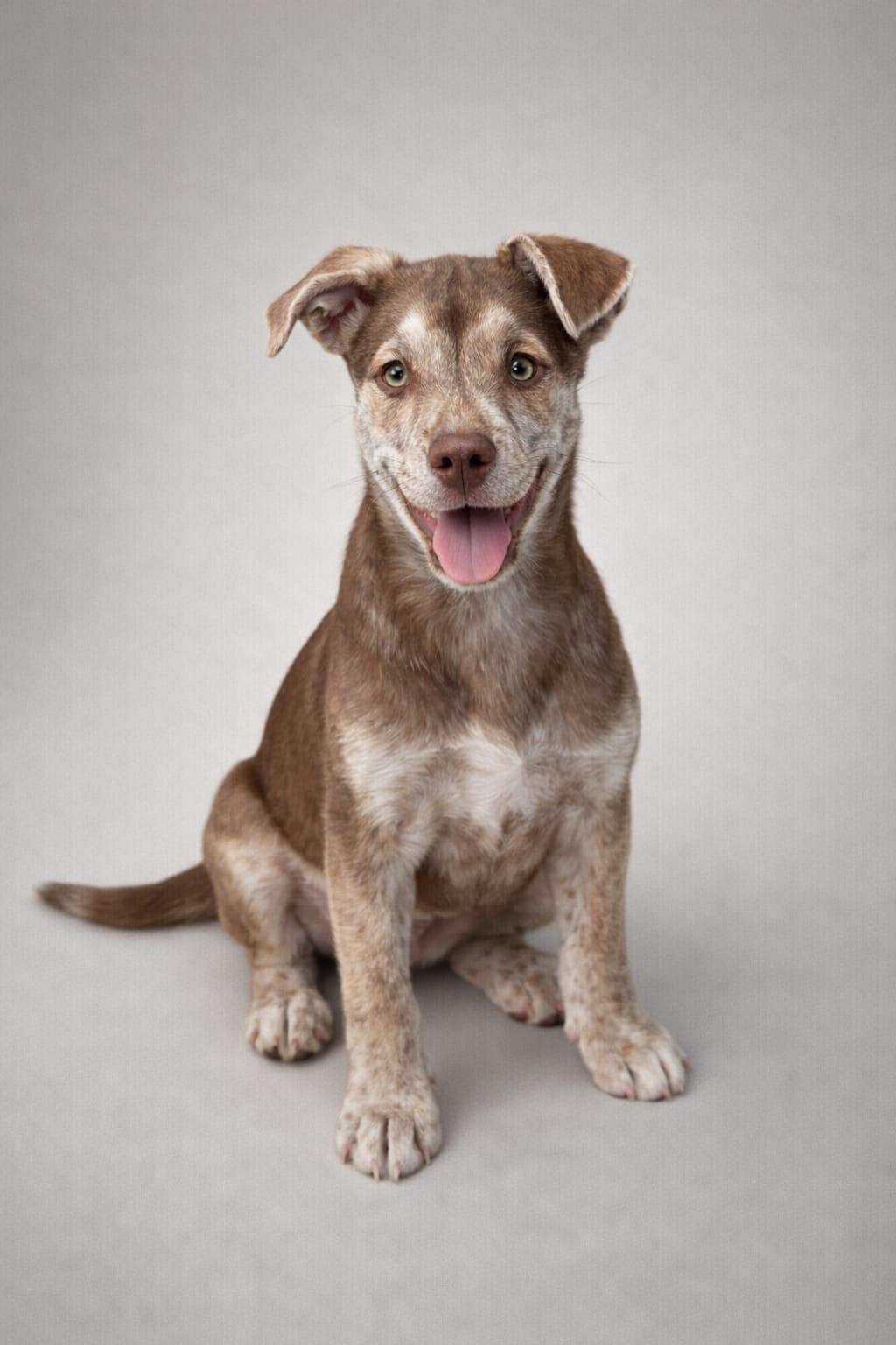 Enlarge Milkyway, a Adoptable mixed breed in Miami, FL image 3/5