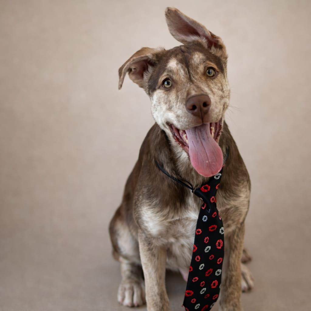 Enlarge Milkyway, a Adoptable mixed breed in Miami, FL image 5/5