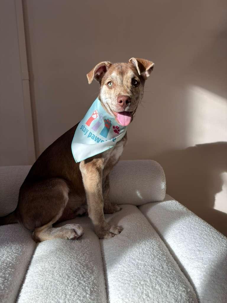 Enlarge Milkyway, a Adoptable mixed breed in Miami, FL image 1/5