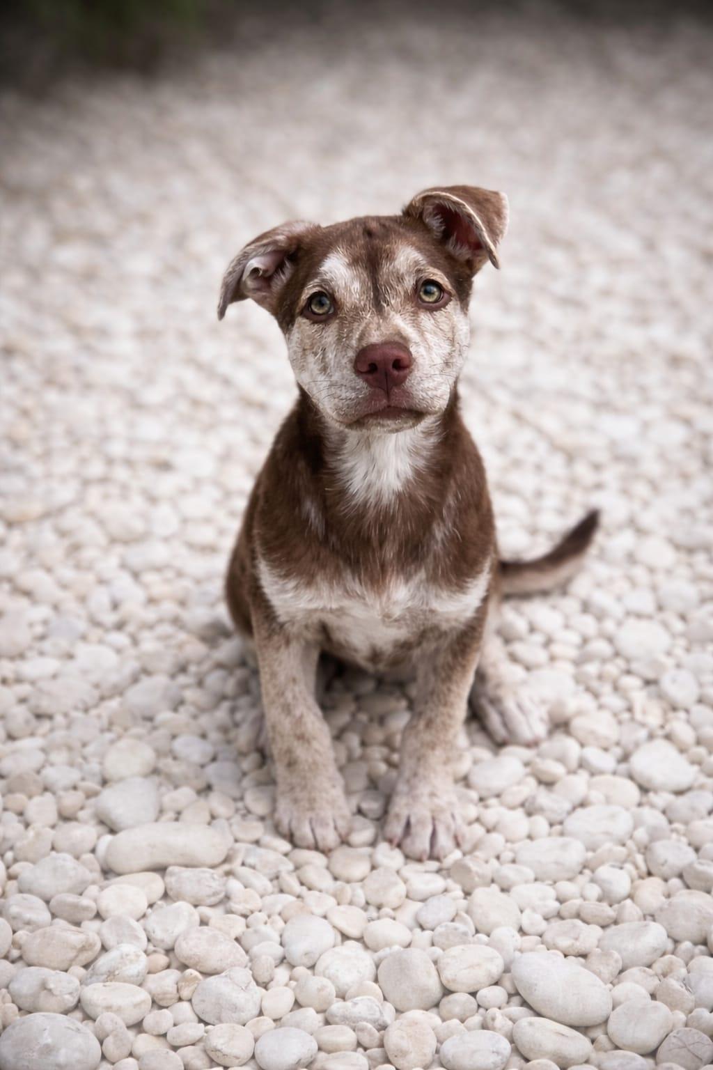 Enlarge Milkyway, a Adoptable mixed breed in Miami, FL image 4/5
