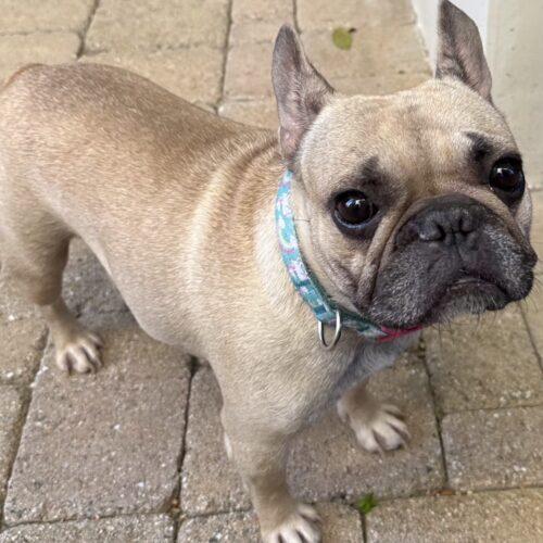 CORA, Adoptable, Young Female French Bulldog & Mixed Breed.