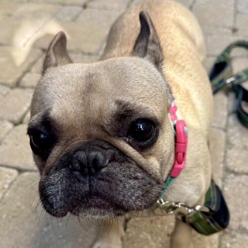 CORA, a Adoptable mixed breed in San Juan Capistrano, CA image 3/4