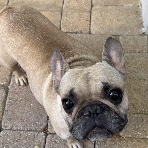 CORA, a Adoptable mixed breed in San Juan Capistrano, CA image 4/4