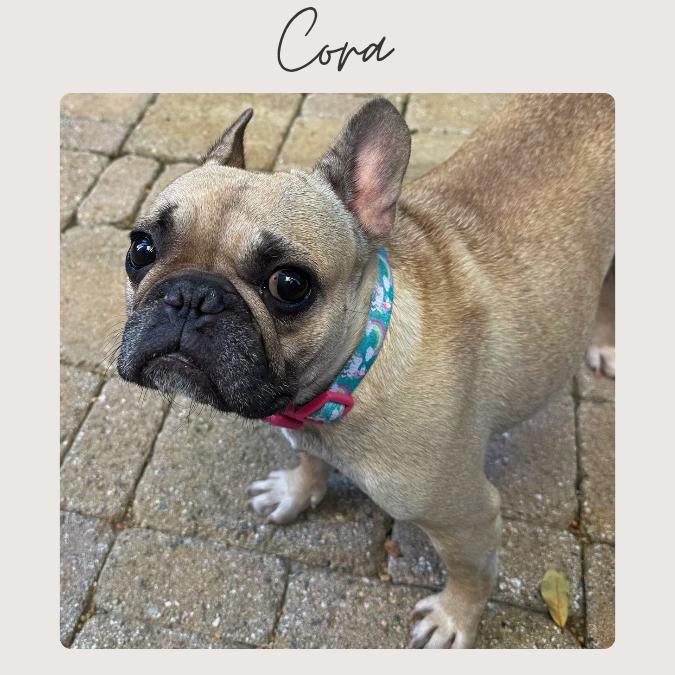 CORA, a Adoptable mixed breed in San Juan Capistrano, CA image 1/4