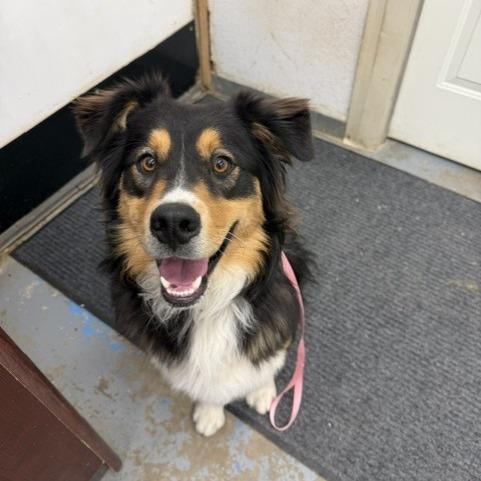 Duke, Adopted, Adult Male Australian Shepherd.