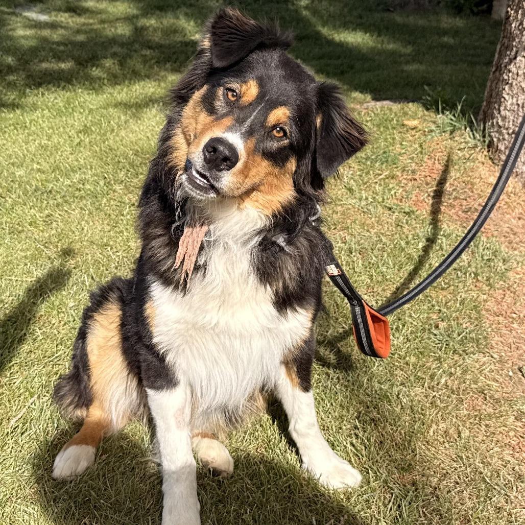 Enlarge Duke, a Adopted Australian Shepherd in Rangely, CO image 2/2