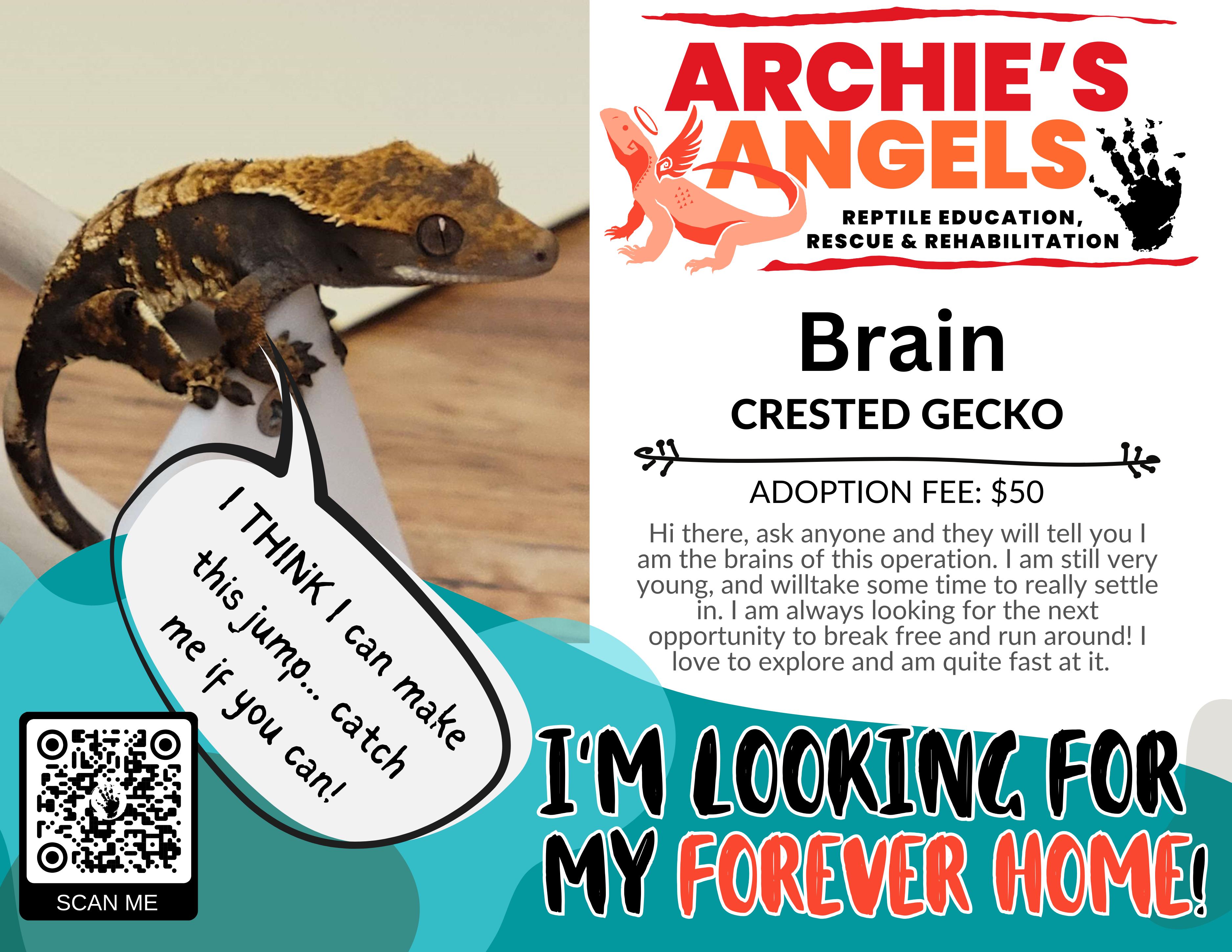 Enlarge Brain, a Adopted Gecko in Green Bay, WI image 1/1
