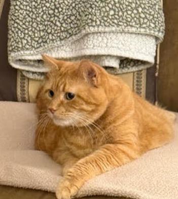 Enlarge Primrose, a Adopted mixed breed in Richland Hills, TX image 1/1