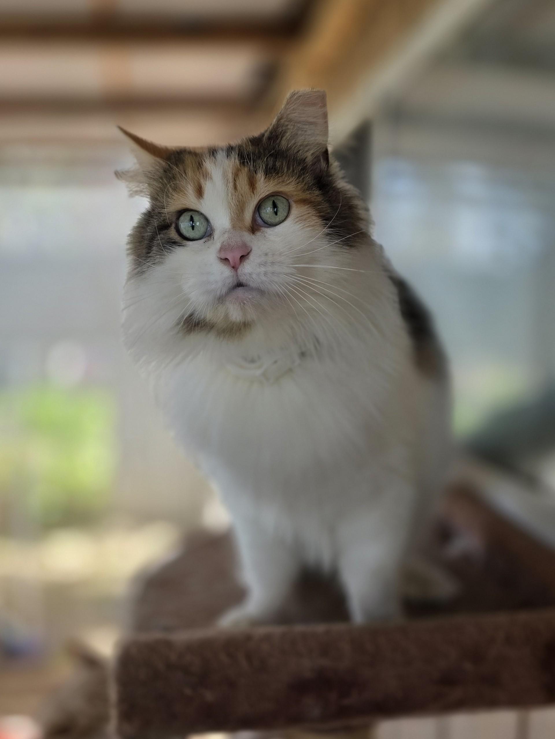 Enlarge Diane, a ADOPTABLE mixed breed in Fresno, CA image 2/2