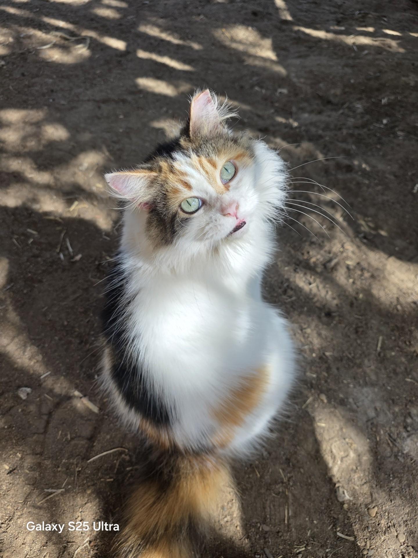 Diane, ADOPTABLE, Young Female Domestic Long Hair & Persian.