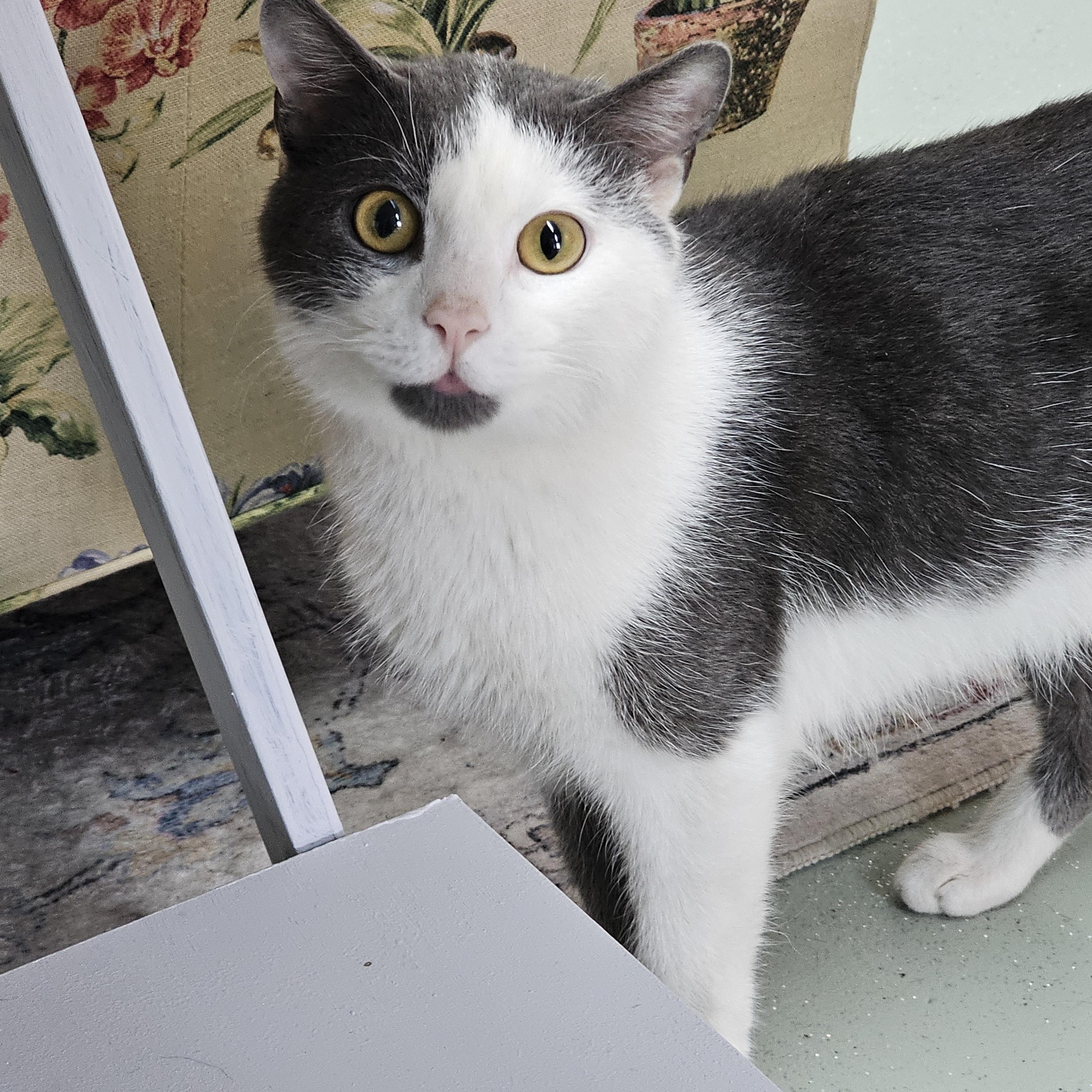 Enlarge Thor, a ADOPTABLE Domestic Short Hair in Toledo, OH image 2/3