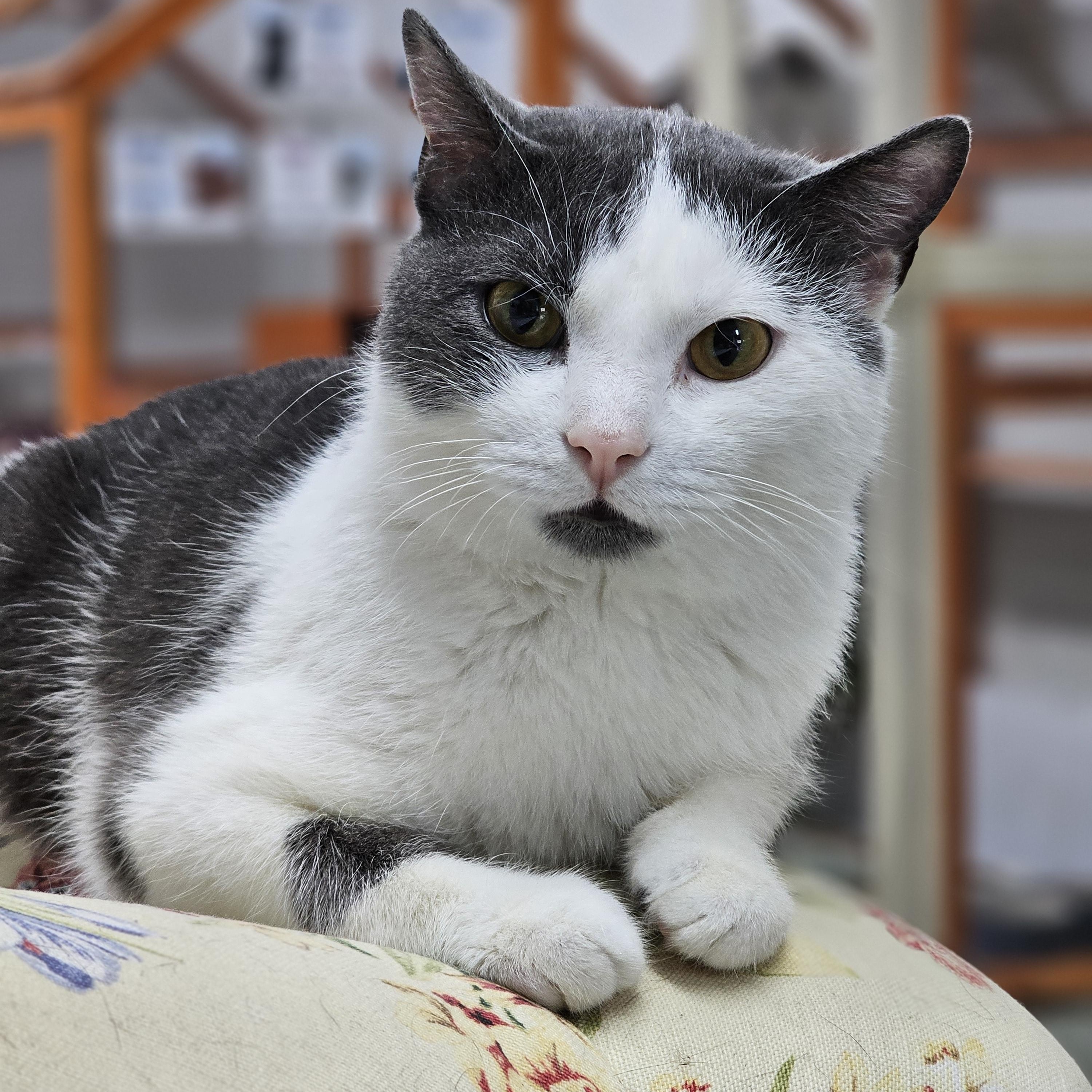 Enlarge Thor, a ADOPTABLE Domestic Short Hair in Toledo, OH image 1/4