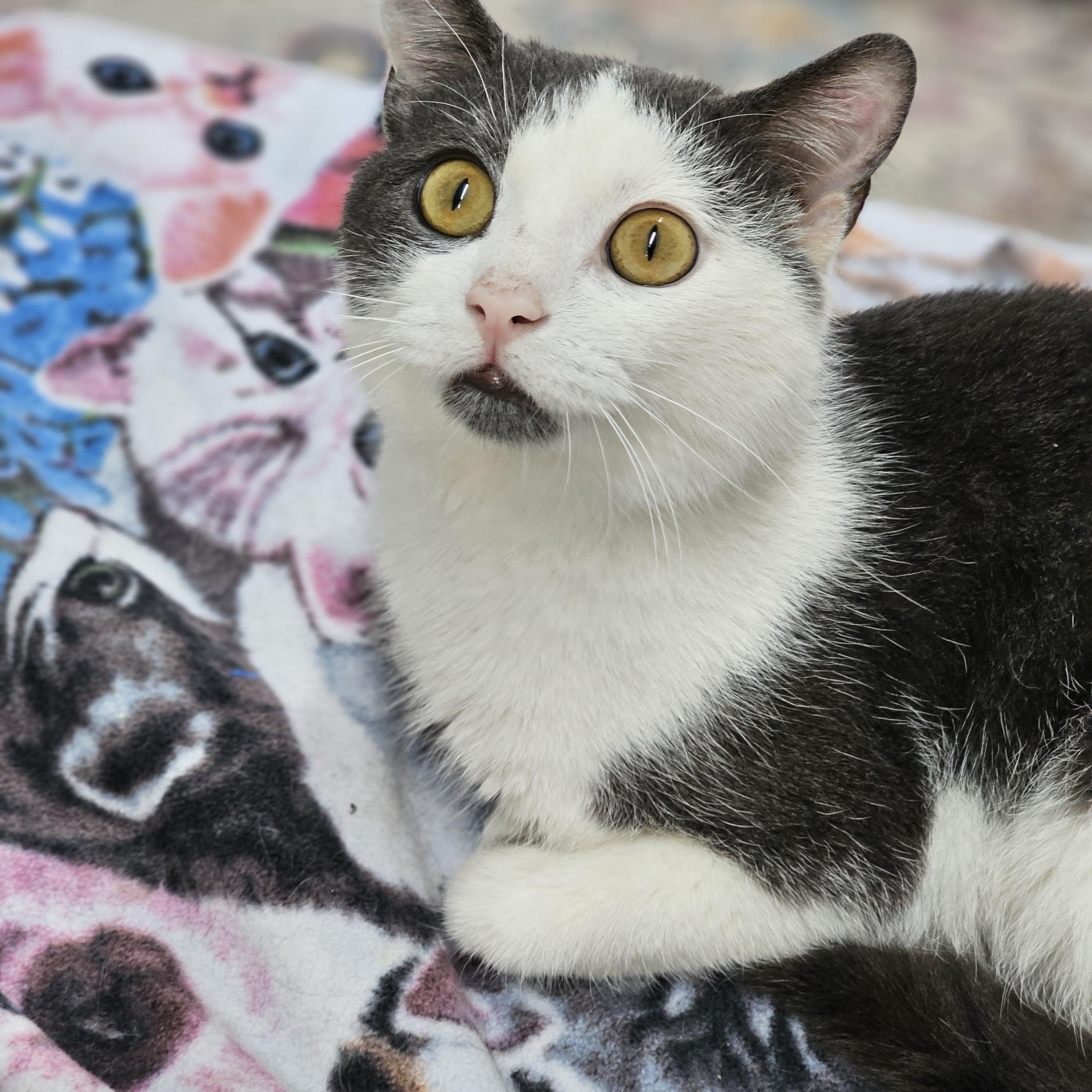 Thor, ADOPTABLE, Young Male Domestic Short Hair.