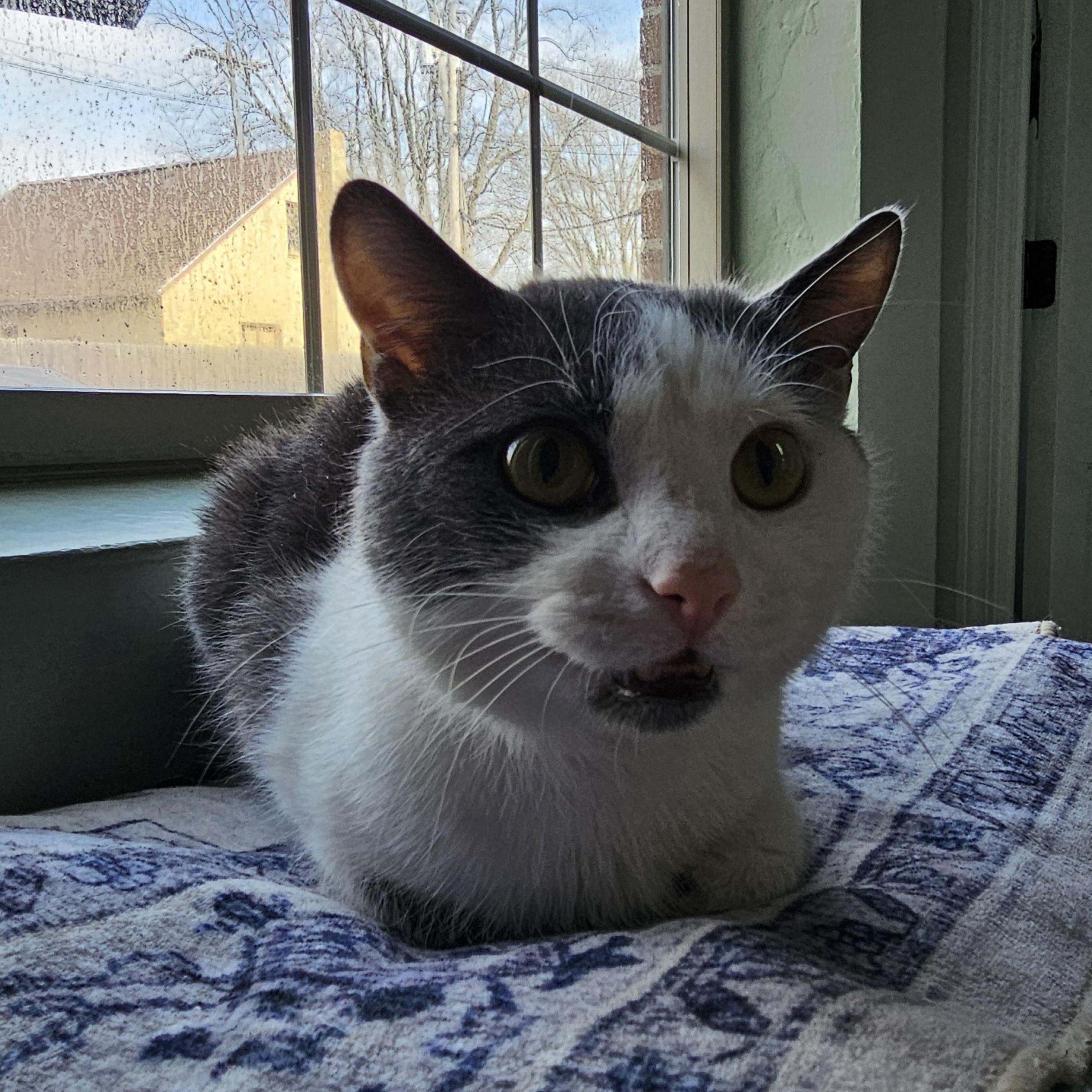 Enlarge Thor, a ADOPTABLE Domestic Short Hair in Toledo, OH image 3/3