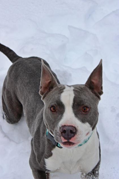 Bea, Adoptable, Adult Female Pit Bull Terrier.