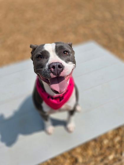 Bea, a Adoptable Pit Bull Terrier in Morton Grove, IL image 2/3
