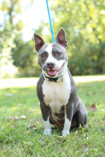 Bea, a Adoptable Pit Bull Terrier in Morton Grove, IL image 3/3