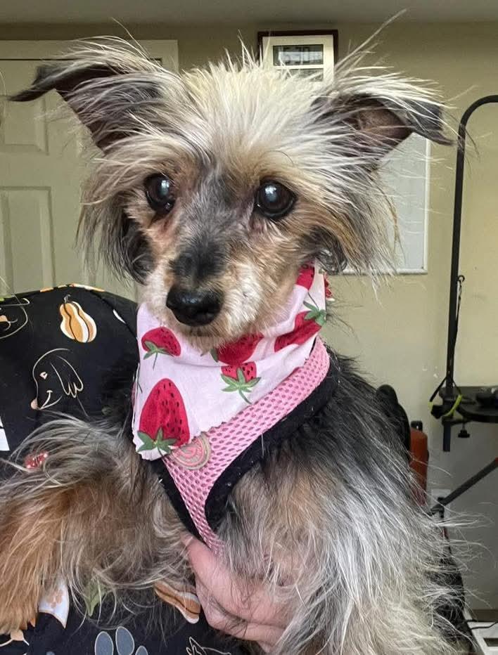 Enlarge Katie: Not at shelter (Lasell), a Adopted Yorkshire Terrier in Rustburg, VA image 1/3