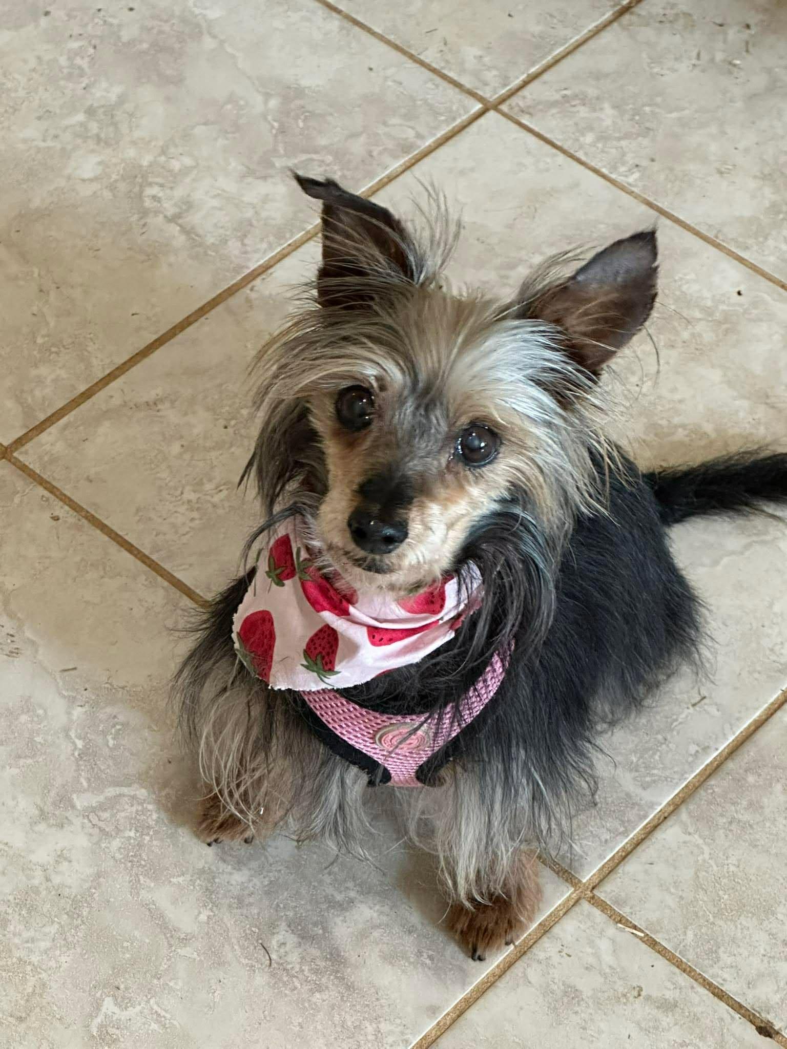 Enlarge Katie: Not at shelter (Lasell), a Adopted Yorkshire Terrier in Rustburg, VA image 2/3