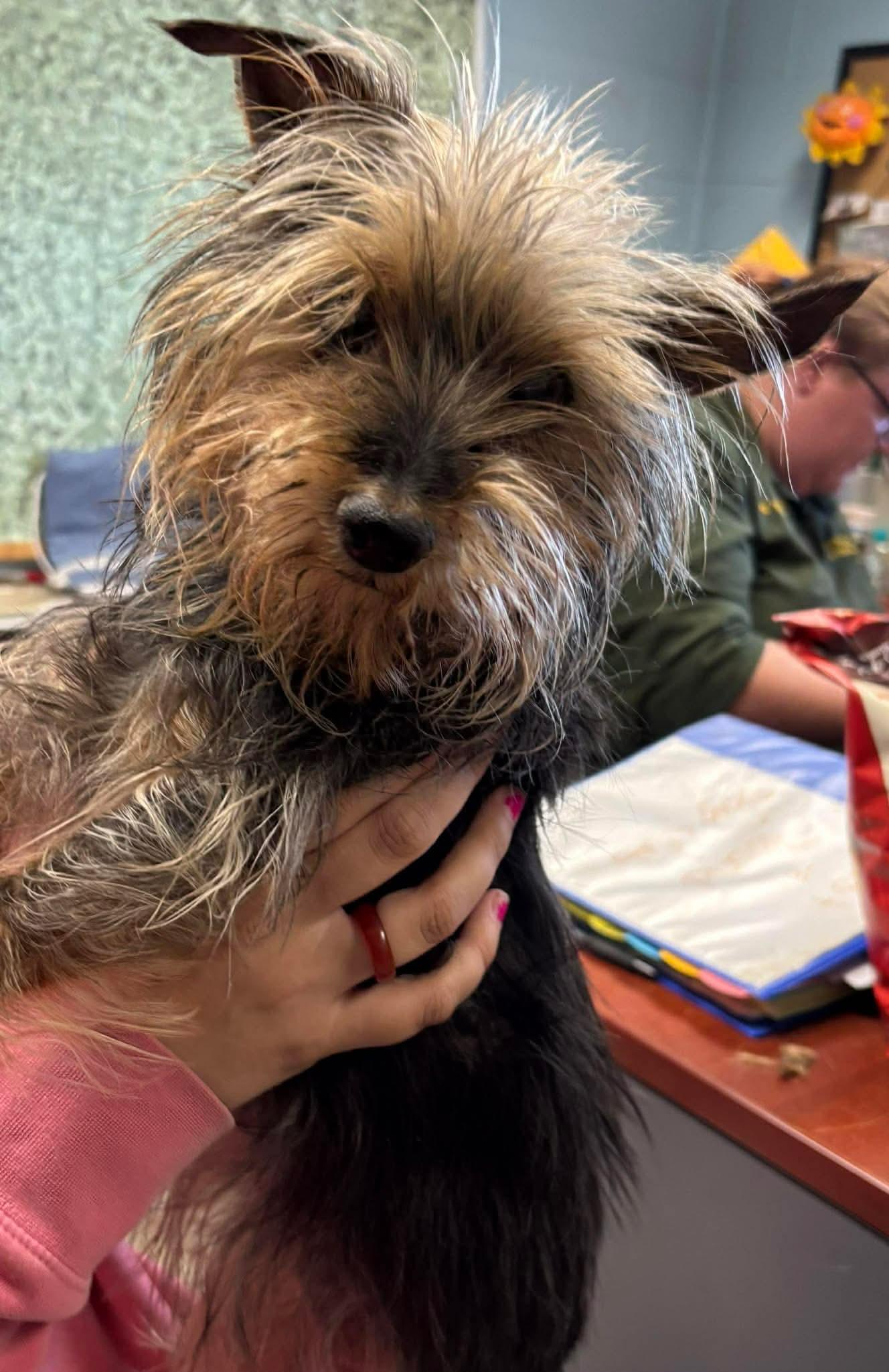 Enlarge Katie: Not at shelter (Lasell), a Adopted Yorkshire Terrier in Rustburg, VA image 3/3