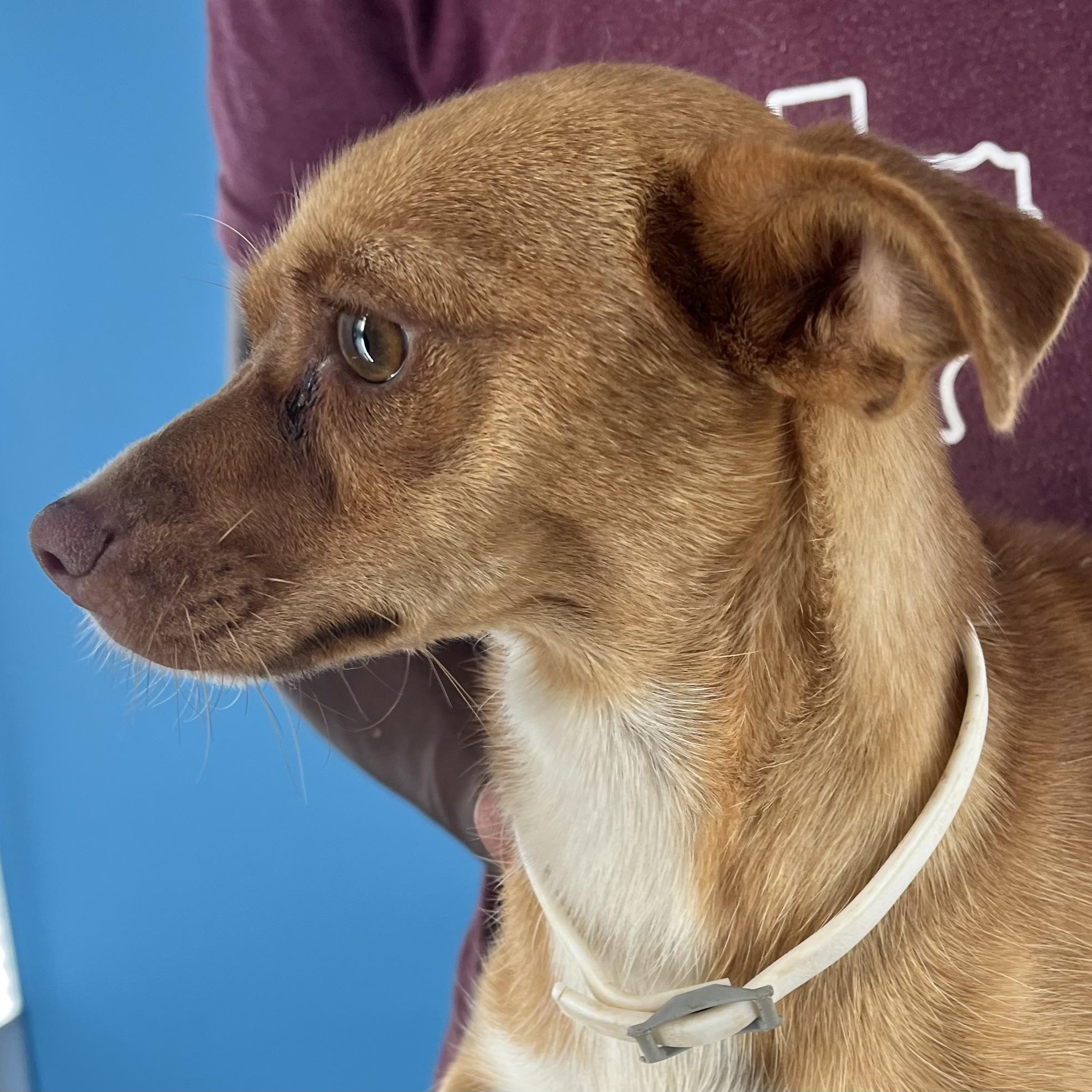 Tara  Local Nov thumbnail 3