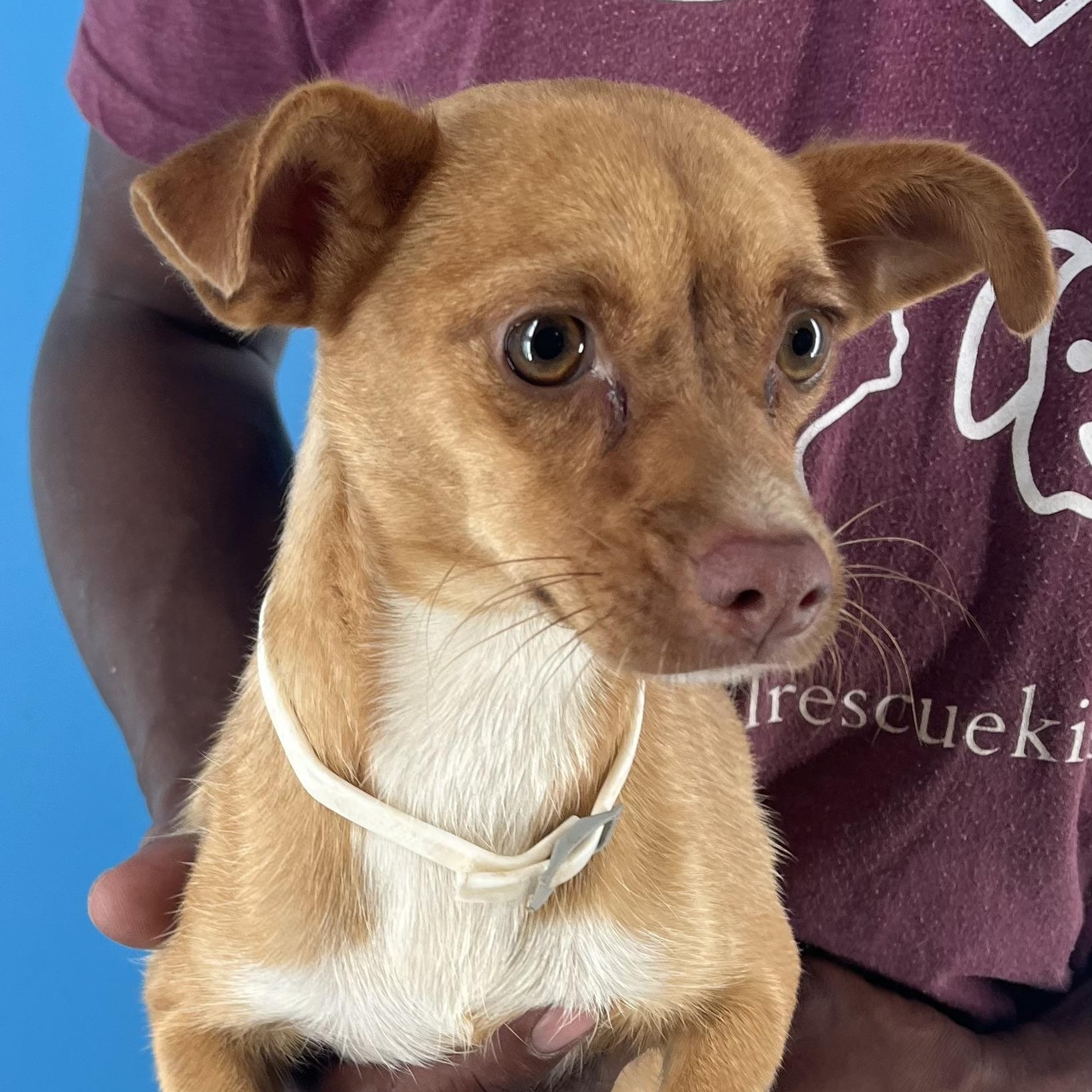 Tara  Local Nov thumbnail 2