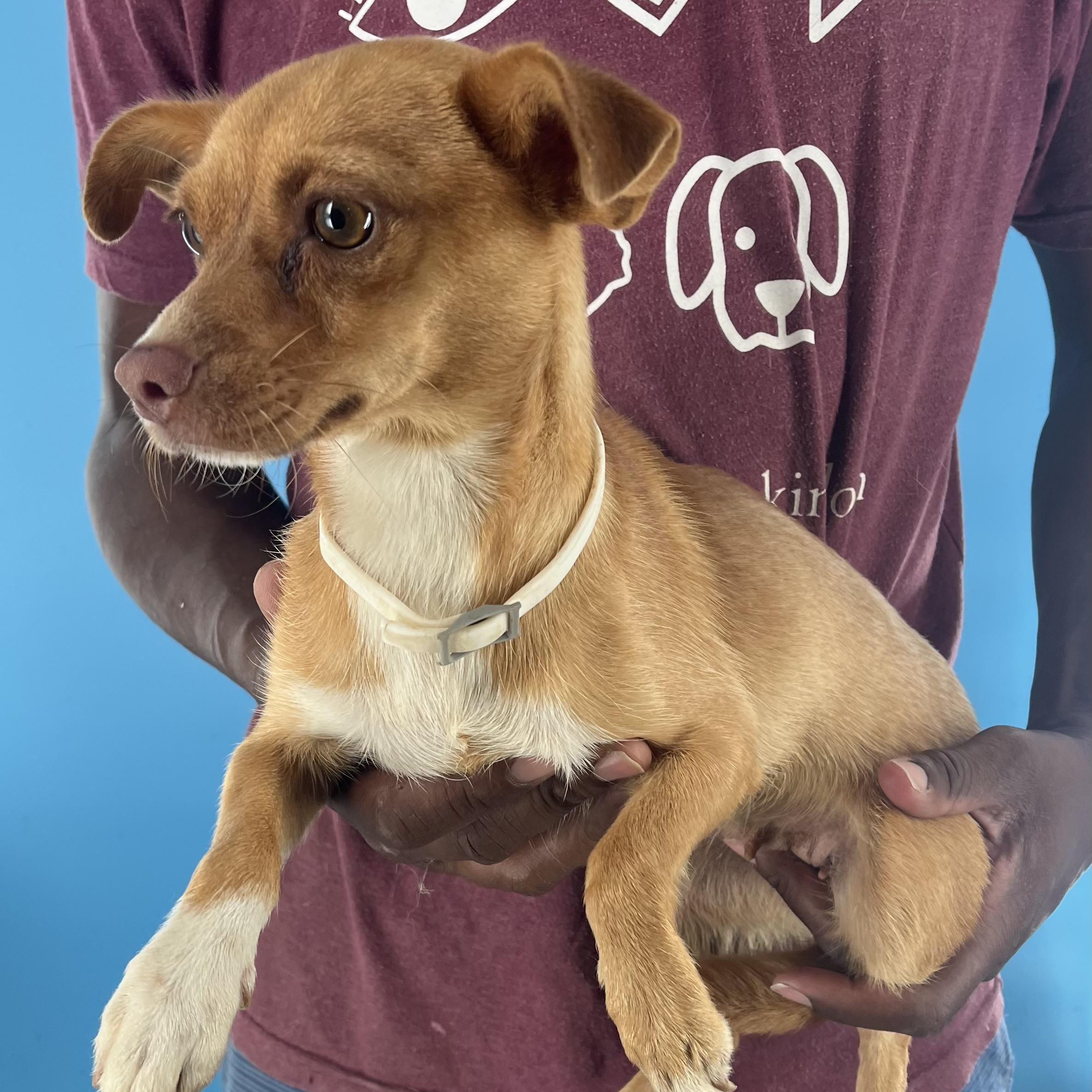 Tara  Local Nov thumbnail 6