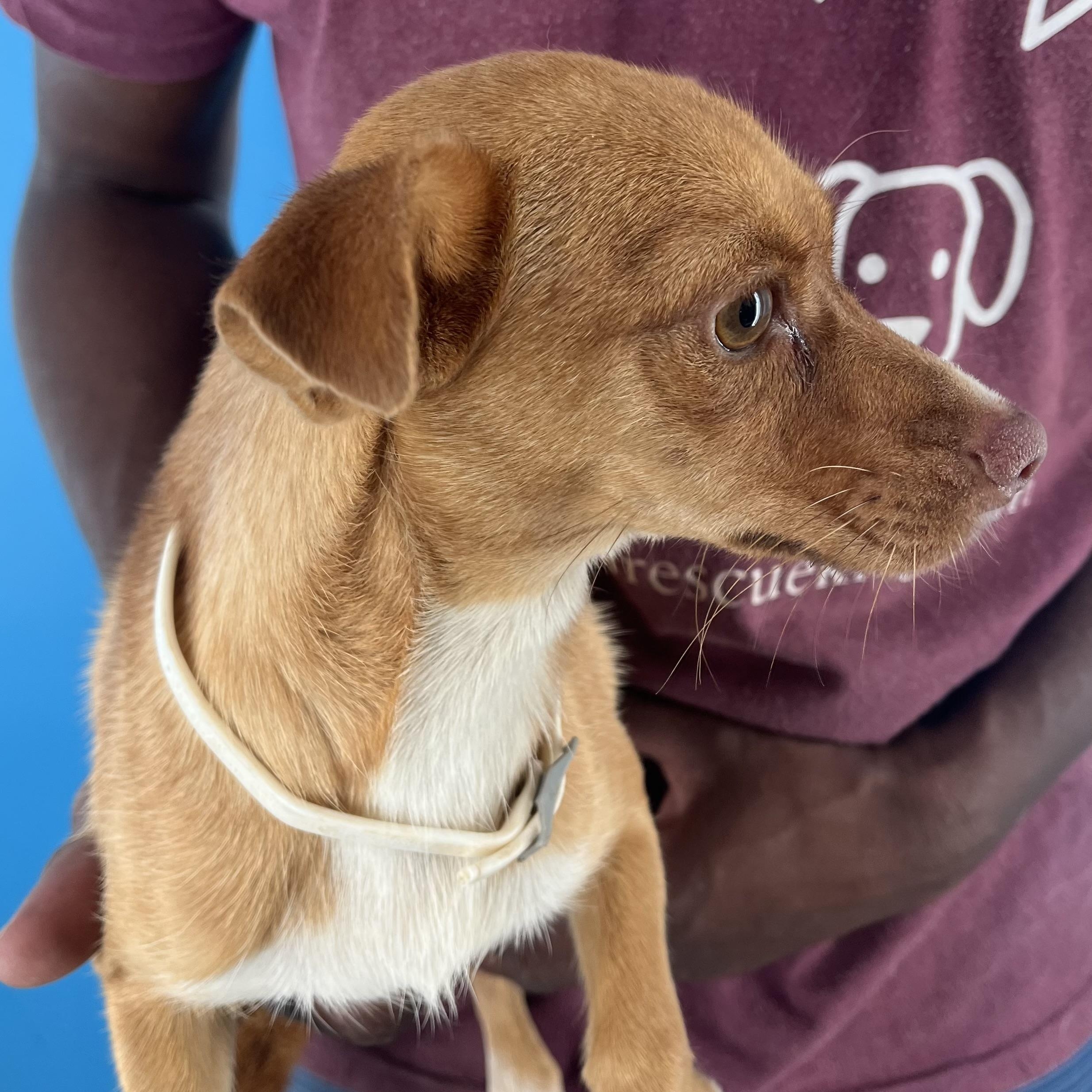 Tara  Local Nov thumbnail 4