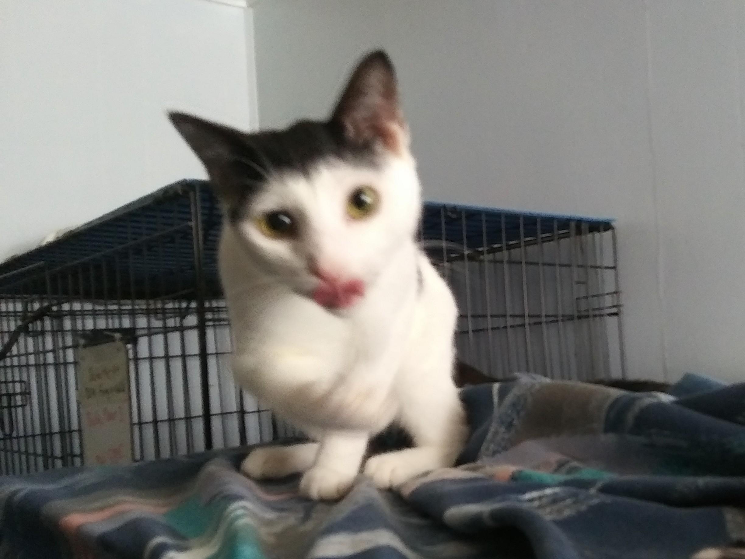 Asher, an adoptable Domestic Short Hair in Port Wentworth, GA image 2/2
