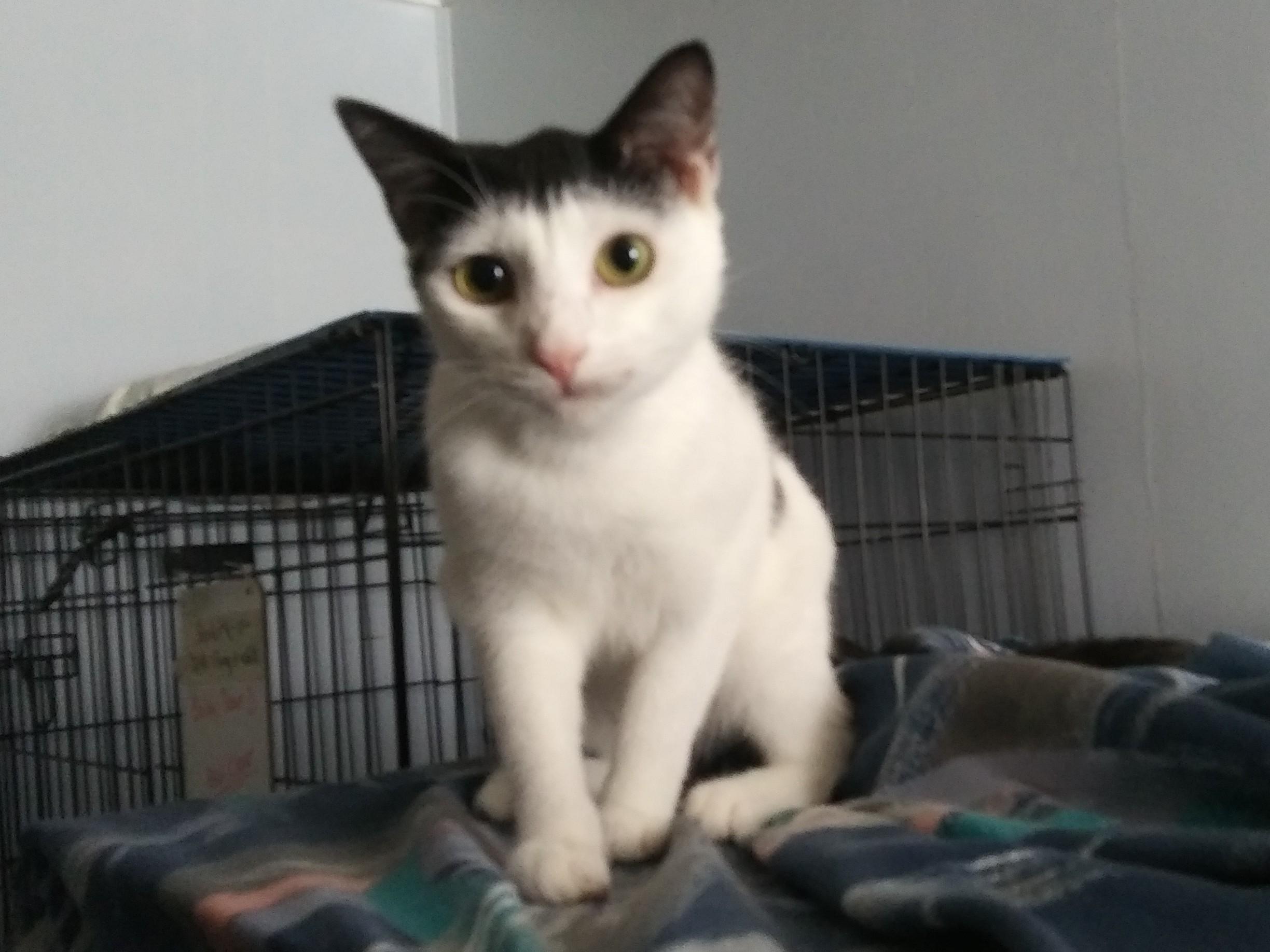Asher, adoptable, Young Male Domestic Short Hair.