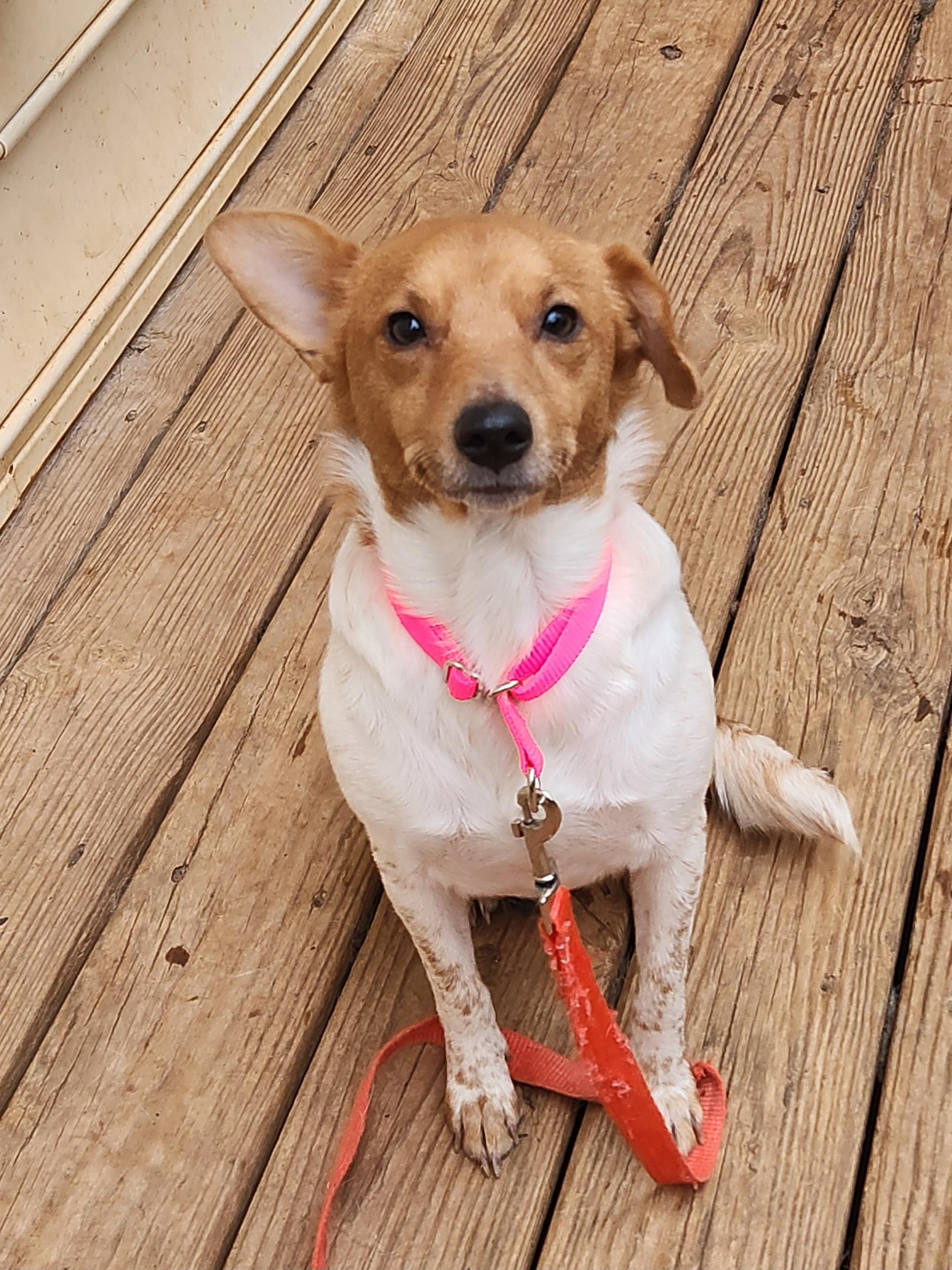 Enlarge PIPER ANN, an adopted mixed breed in Troutman, NC image 3/6