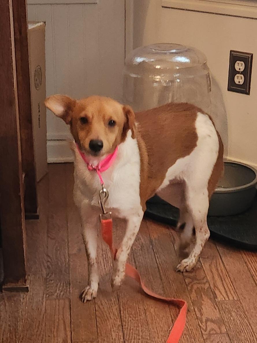 Enlarge PIPER ANN, an adopted mixed breed in Troutman, NC image 2/6