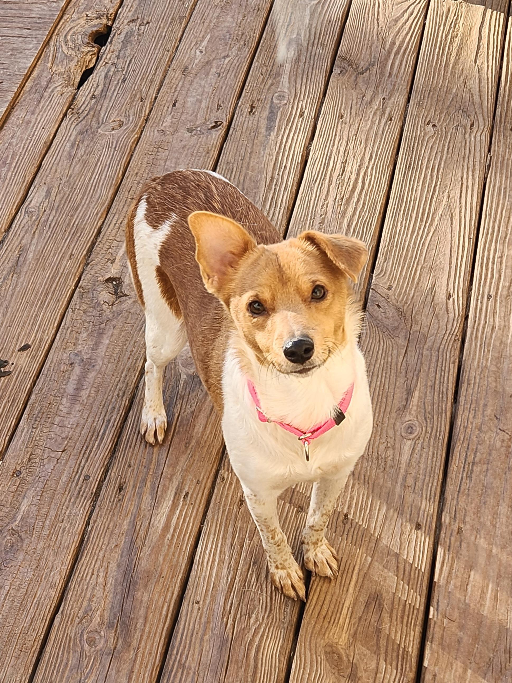 Enlarge PIPER ANN, an adopted mixed breed in Troutman, NC image 6/6