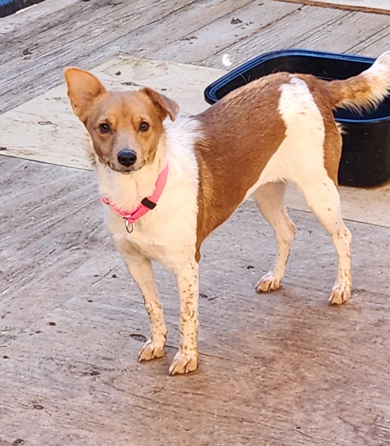 Enlarge PIPER ANN, an adopted mixed breed in Troutman, NC image 5/6