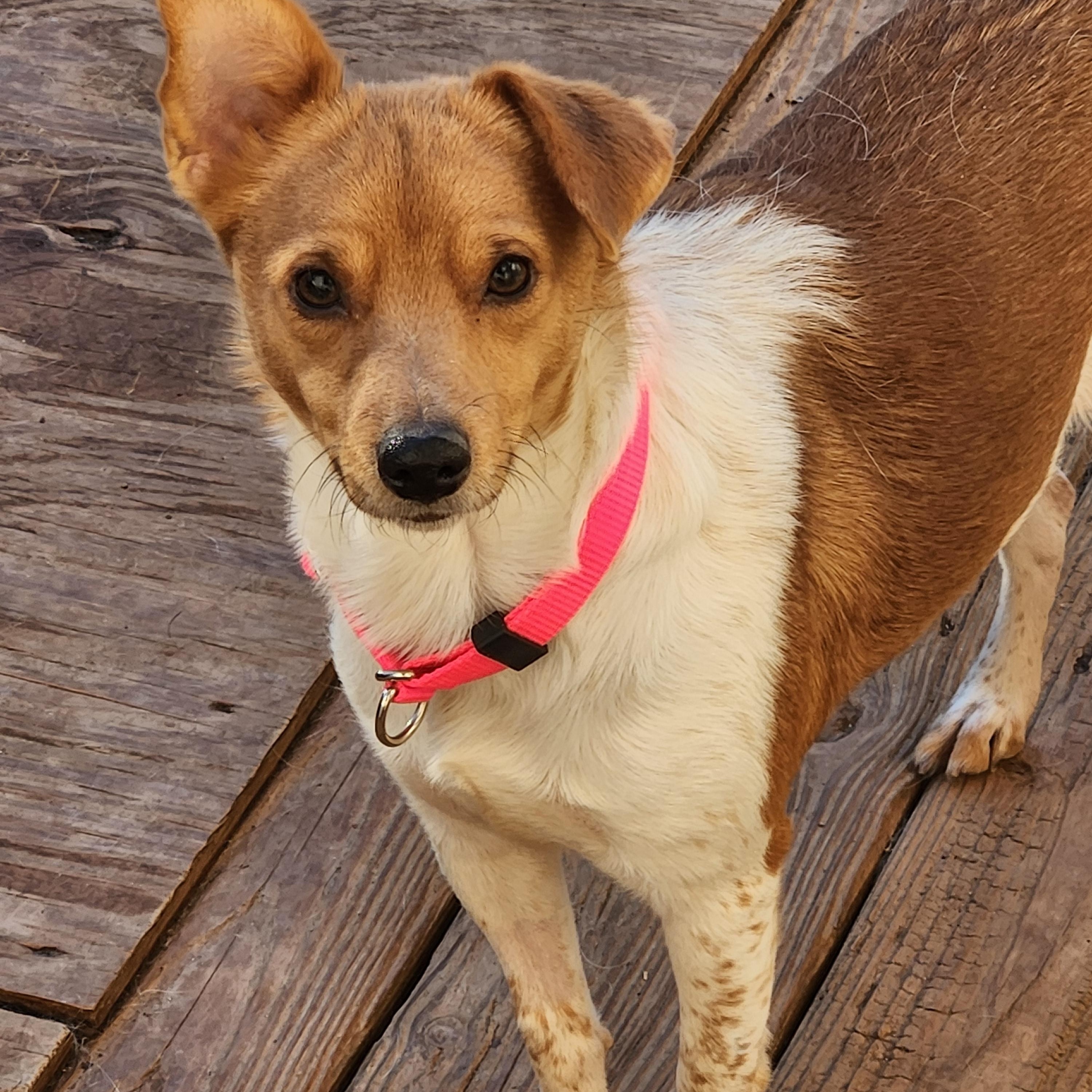 Enlarge PIPER ANN, an adopted mixed breed in Troutman, NC image 4/6