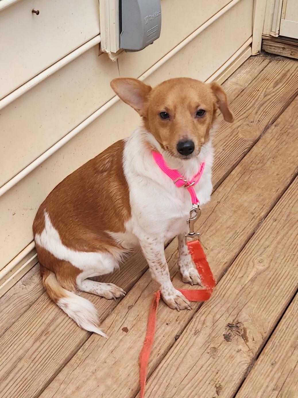PIPER ANN, adopted, Young Female Beagle.