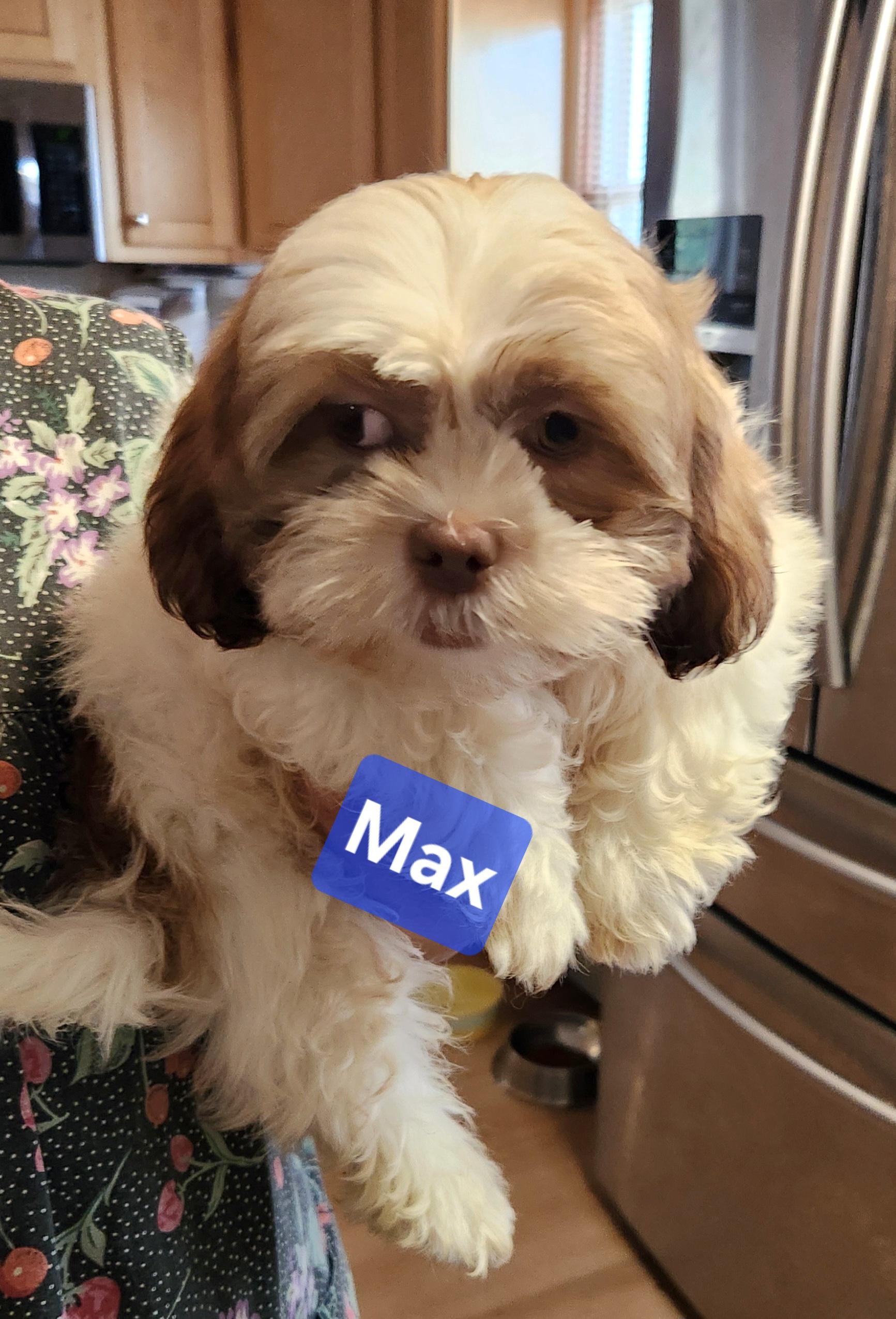 Max, Adoptable, Puppy Male Shih Tzu.