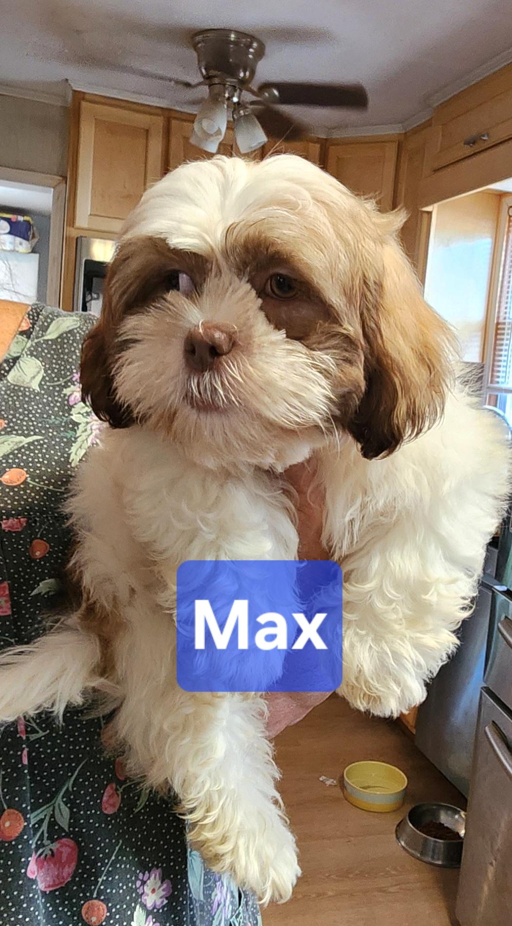 Enlarge Max, a Adoptable Shih Tzu in North Augusta, SC image 3/4