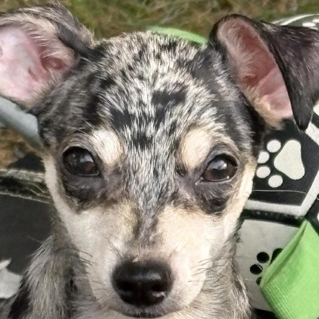 Enlarge Slate, a Adoptable Chihuahua in Hudson, IL image 1/3