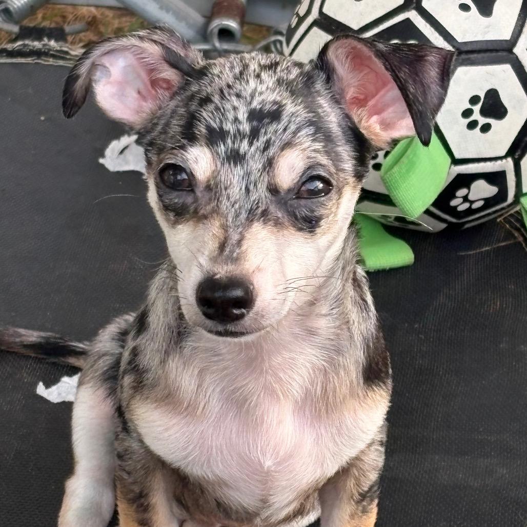 Enlarge Slate, a Adoptable Chihuahua in Hudson, IL image 2/3