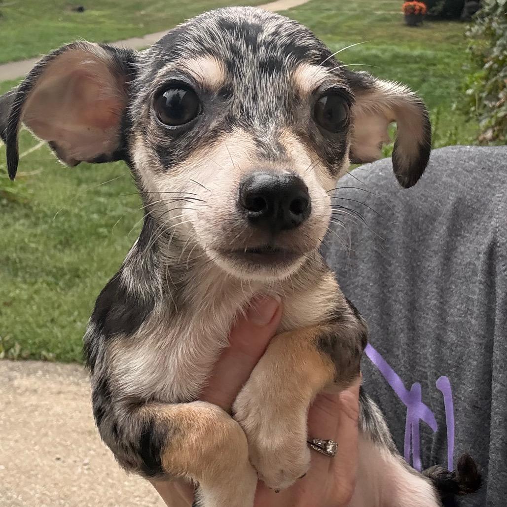 Enlarge Slate, a Adoptable Chihuahua in Hudson, IL image 3/3