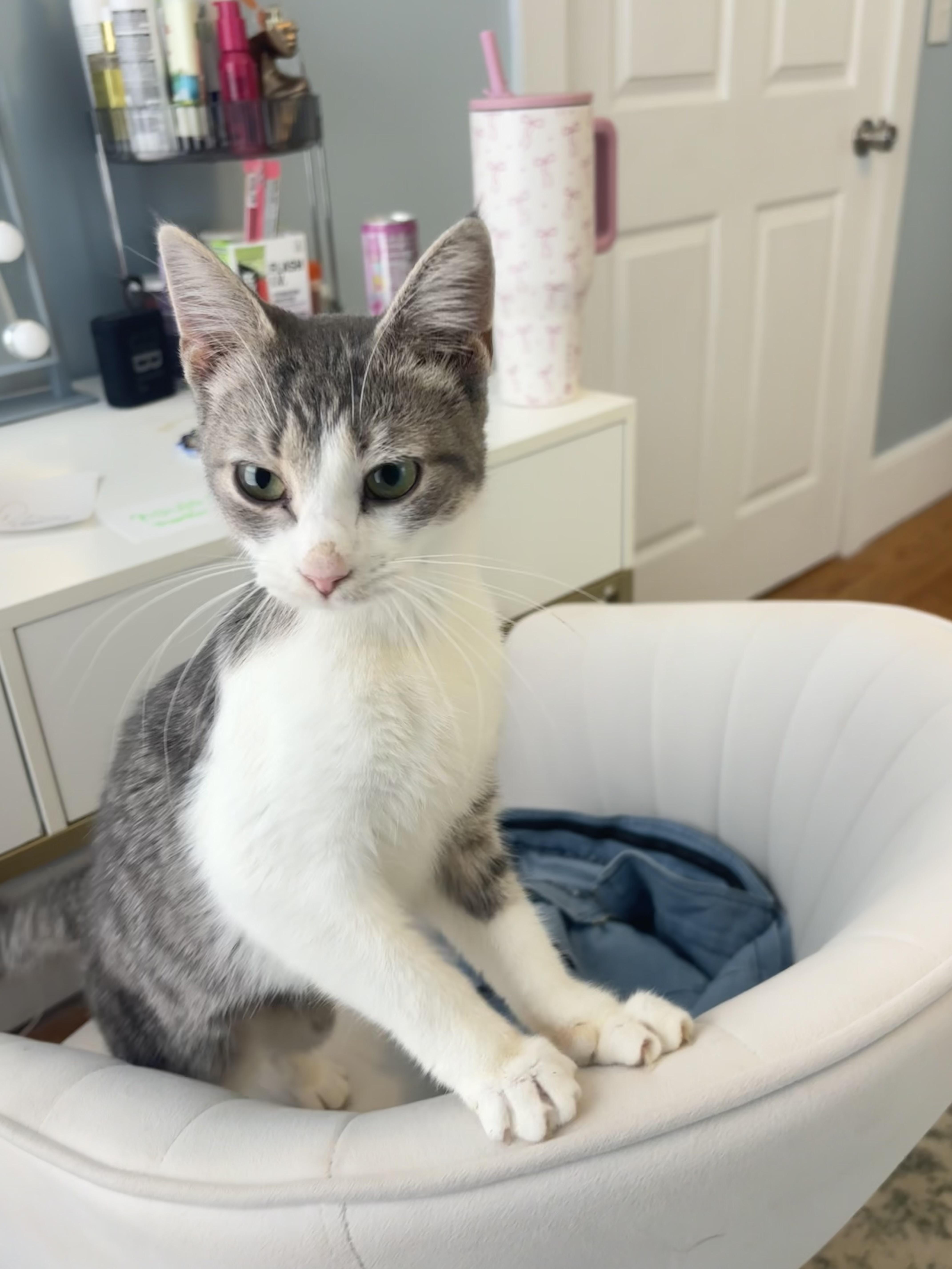 Enlarge Spice, a Adoptable mixed breed in Pound, VA image 3/5