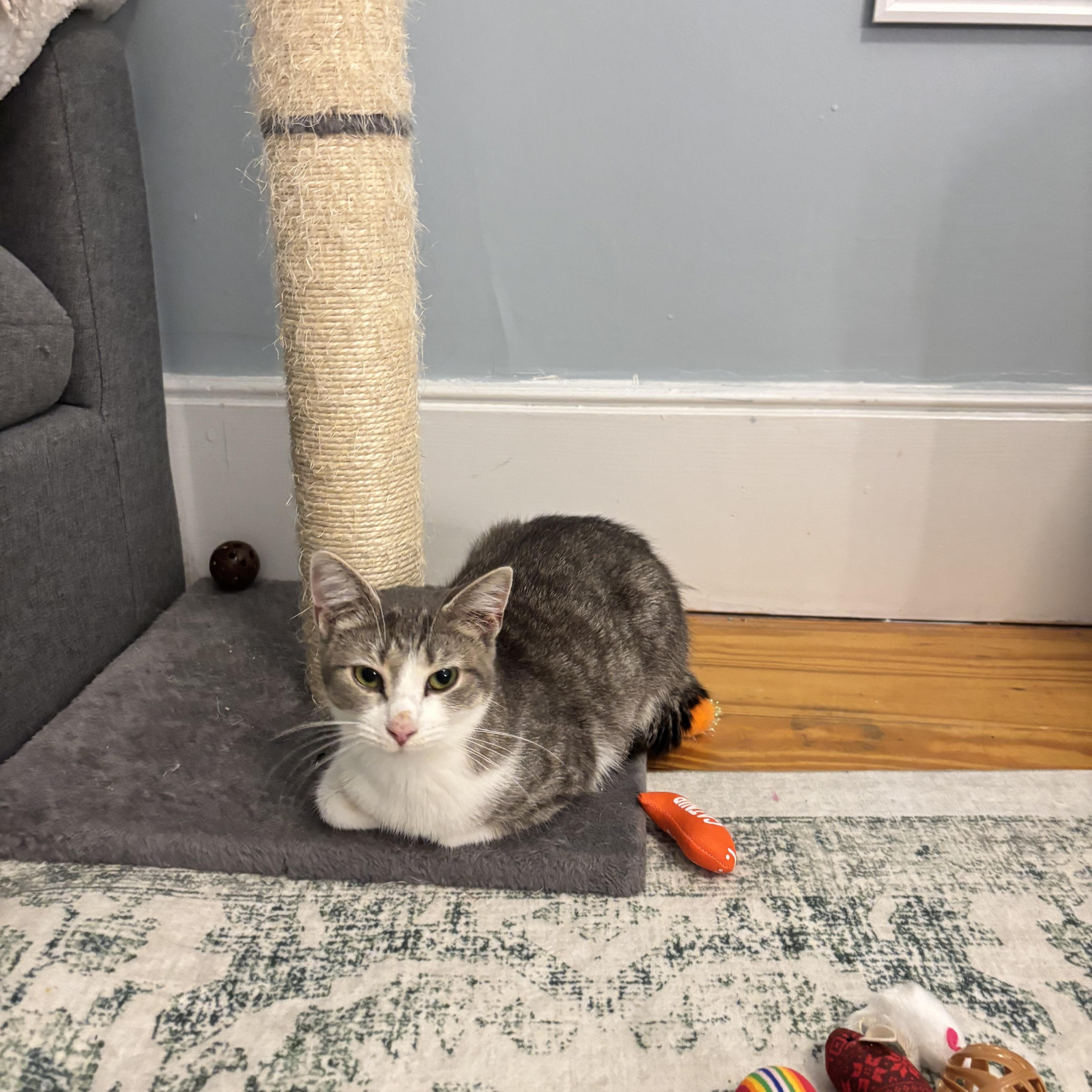 Enlarge Spice, a Adoptable mixed breed in Pound, VA image 2/5