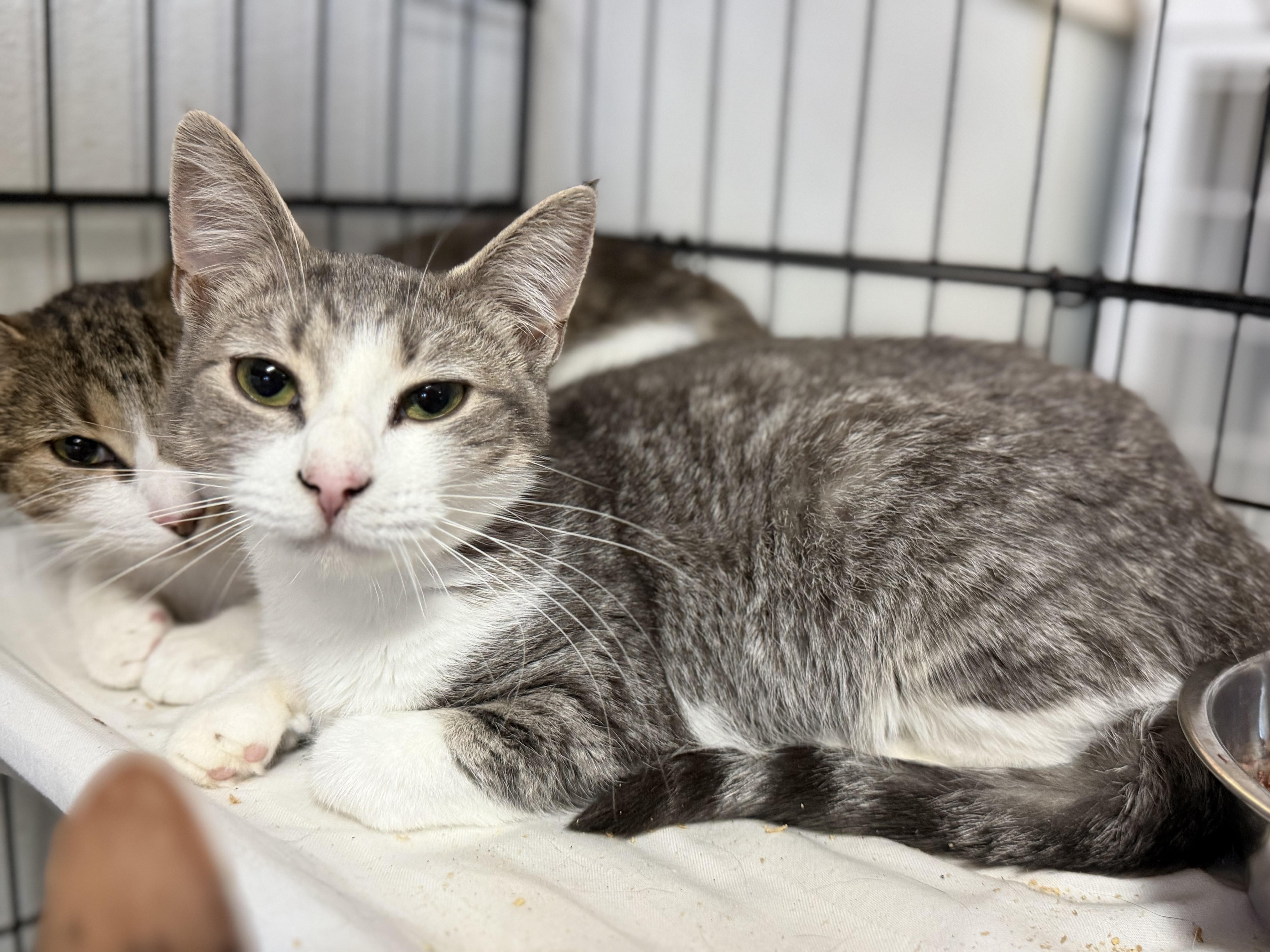Enlarge Spice, a Adoptable mixed breed in Pound, VA image 4/5