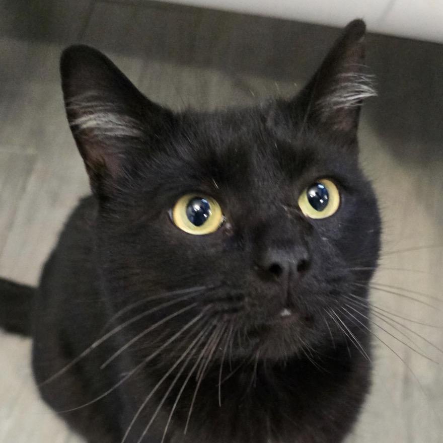 Enlarge Chatterbox, a Adoptable Domestic Short Hair in Danbury, CT image 1/5