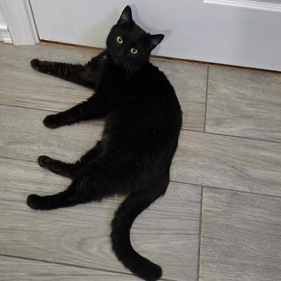 Enlarge Chatterbox, a Adoptable Domestic Short Hair in Danbury, CT image 2/5